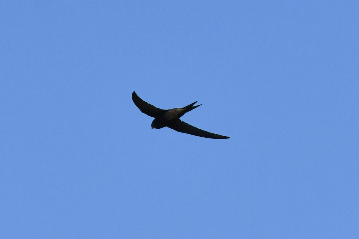 Ebabil - ML636229121