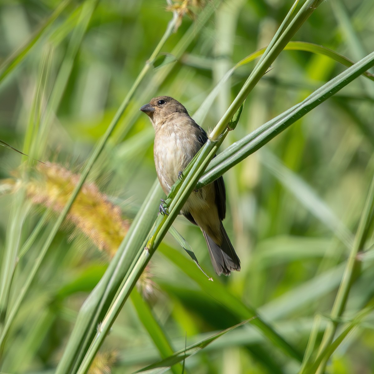 Double-collared Seedeater - ML636229132