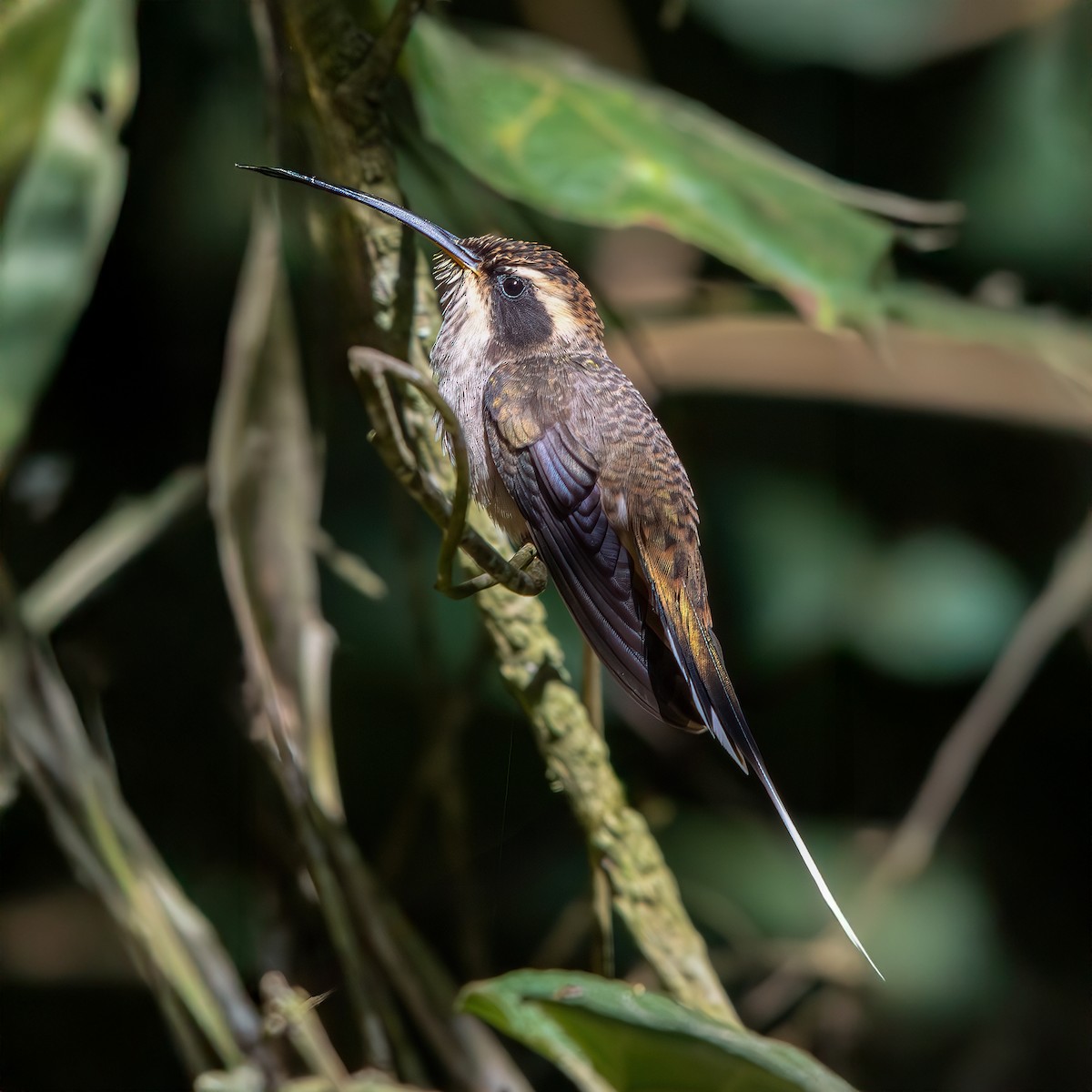 Scale-throated Hermit - ML636229147