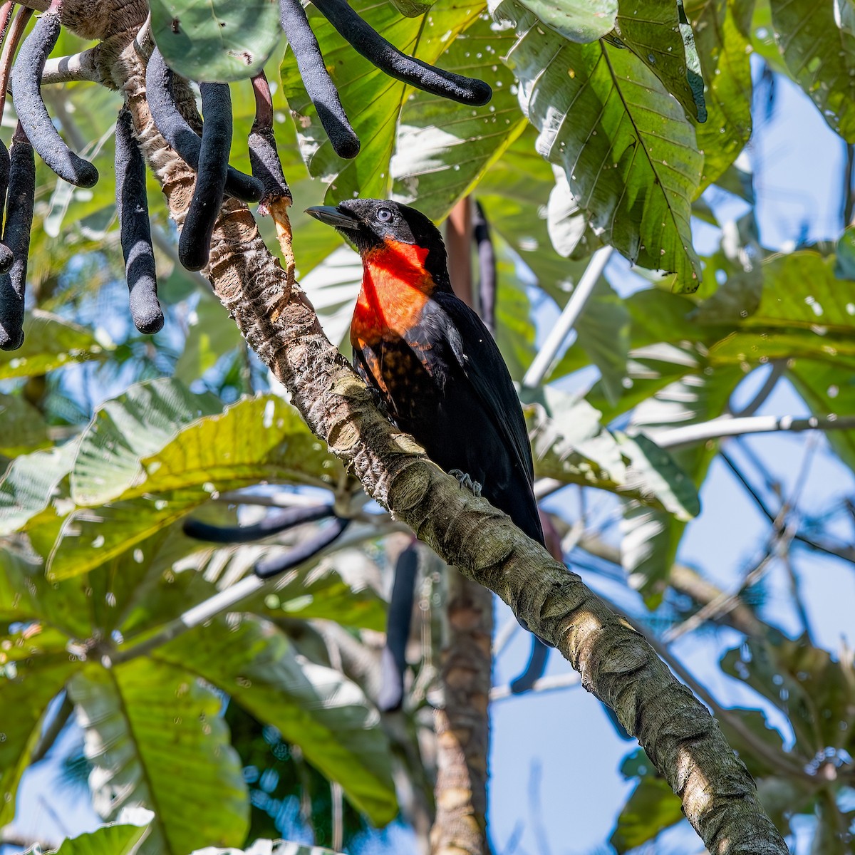 Red-ruffed Fruitcrow - ML636229161