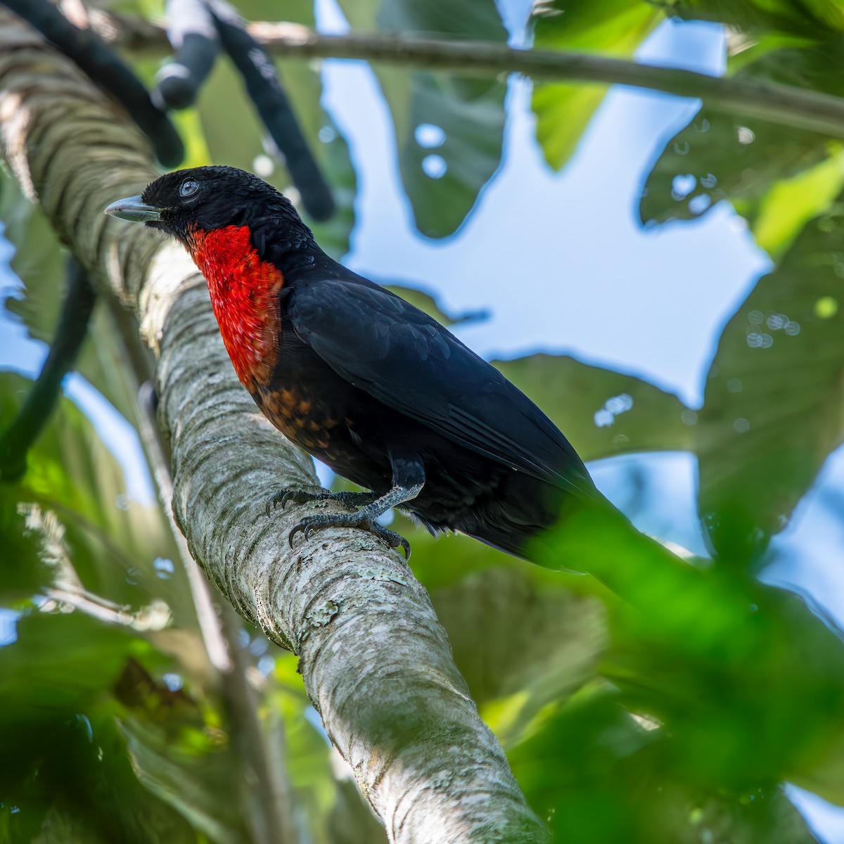Red-ruffed Fruitcrow - ML636229162