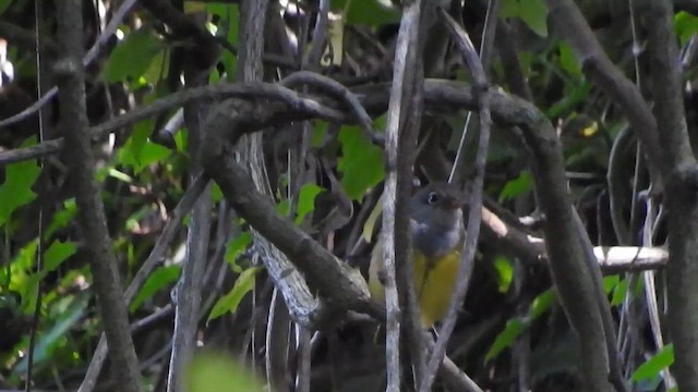 Connecticut Warbler - ML636229175
