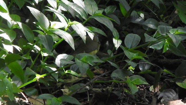 Connecticut Warbler - ML636229207