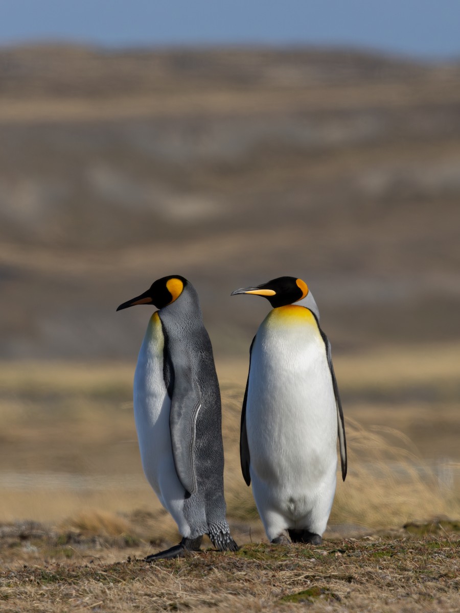 King Penguin - ML636229218