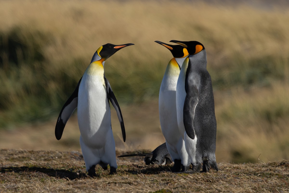 King Penguin - ML636229219