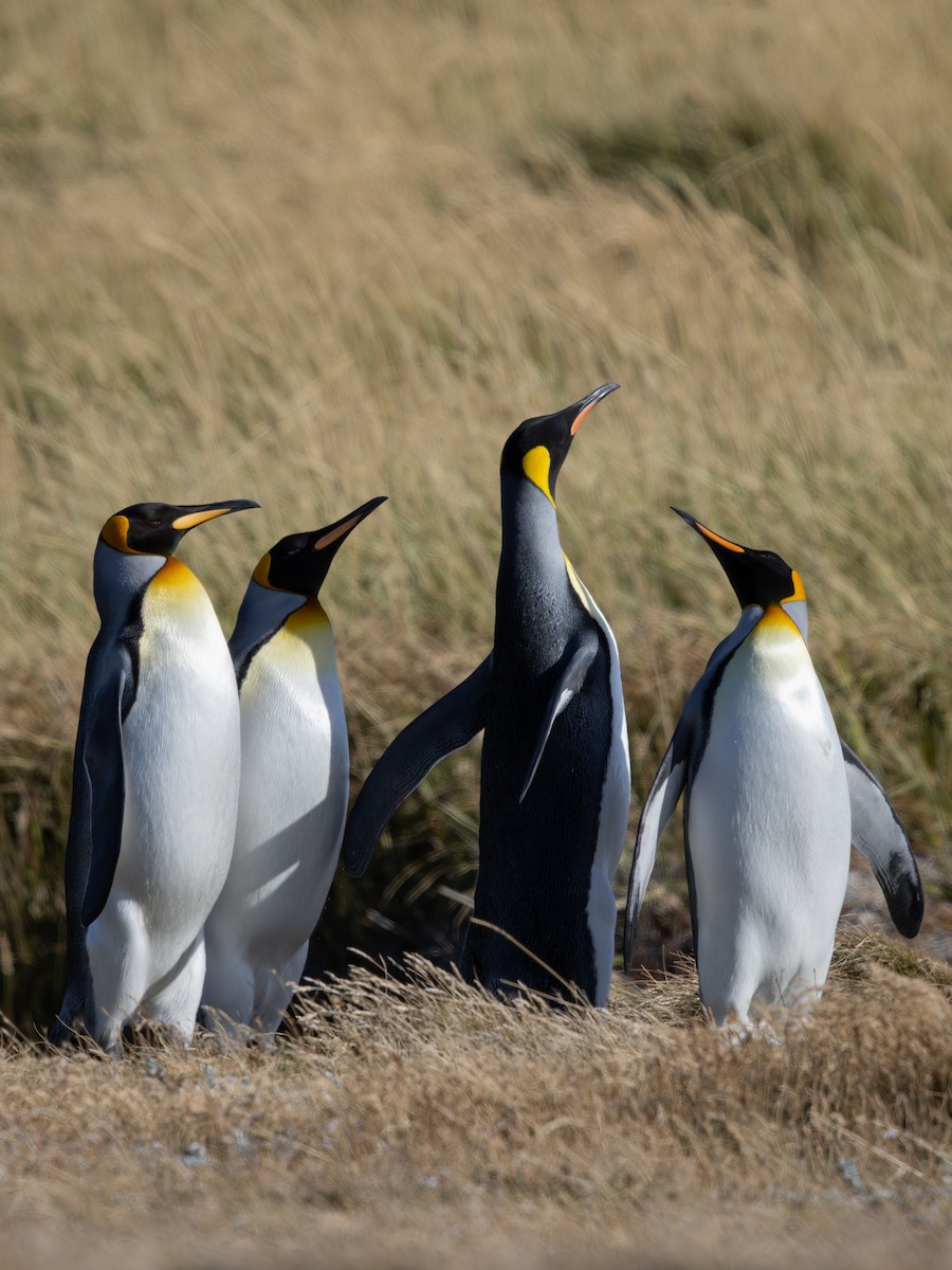 King Penguin - ML636229220