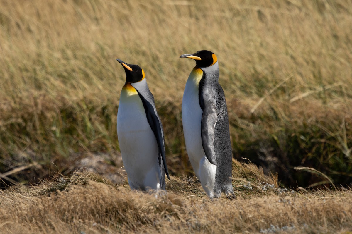 King Penguin - ML636229221