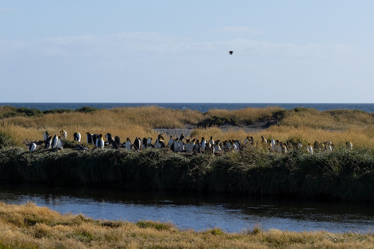 King Penguin - ML636229222