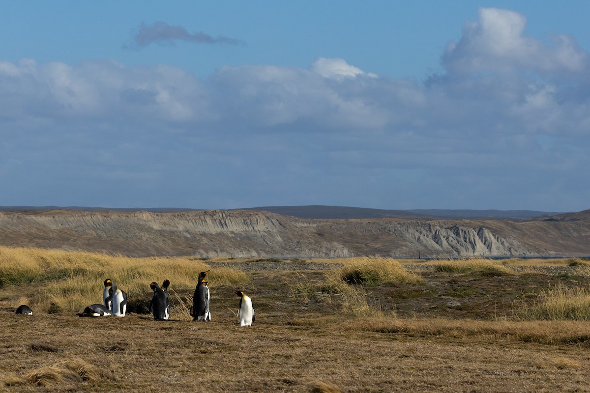 King Penguin - ML636229225
