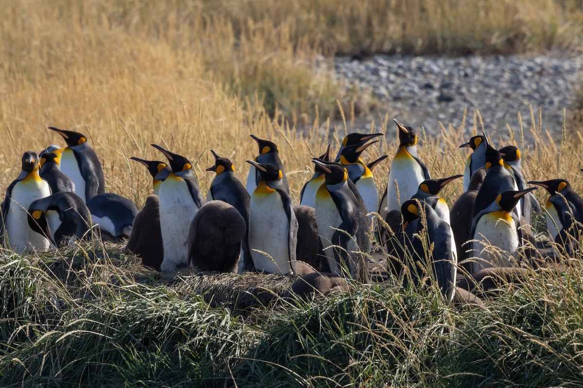 King Penguin - ML636229226