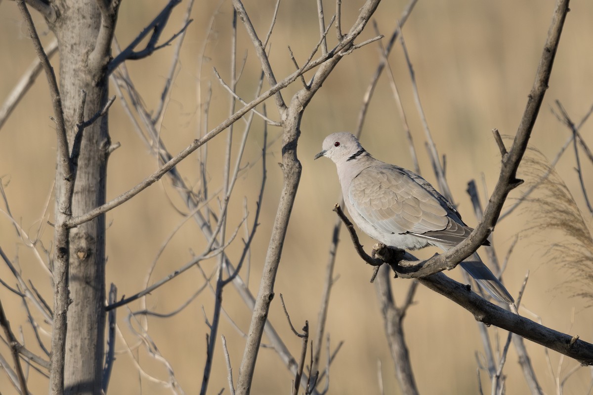 Eurasian Collared-Dove - ML636229227