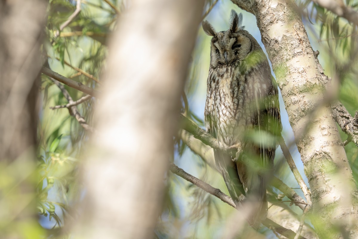 Long-eared Owl - ML636229243