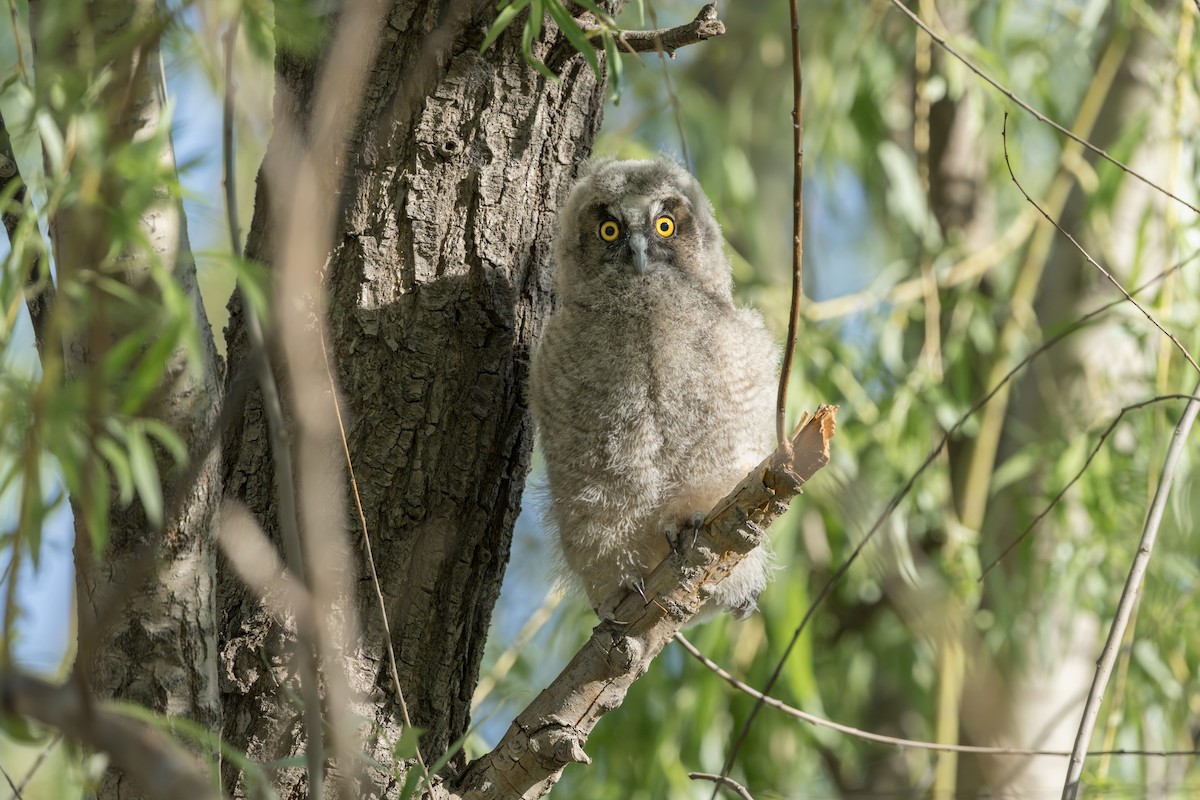 Long-eared Owl - ML636229286