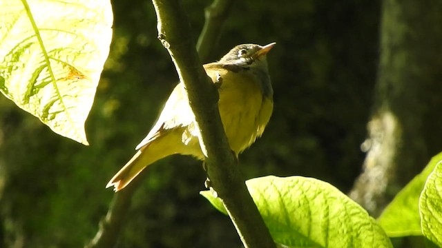 Connecticut Warbler - ML636229353