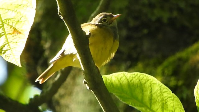Connecticut Warbler - ML636229363