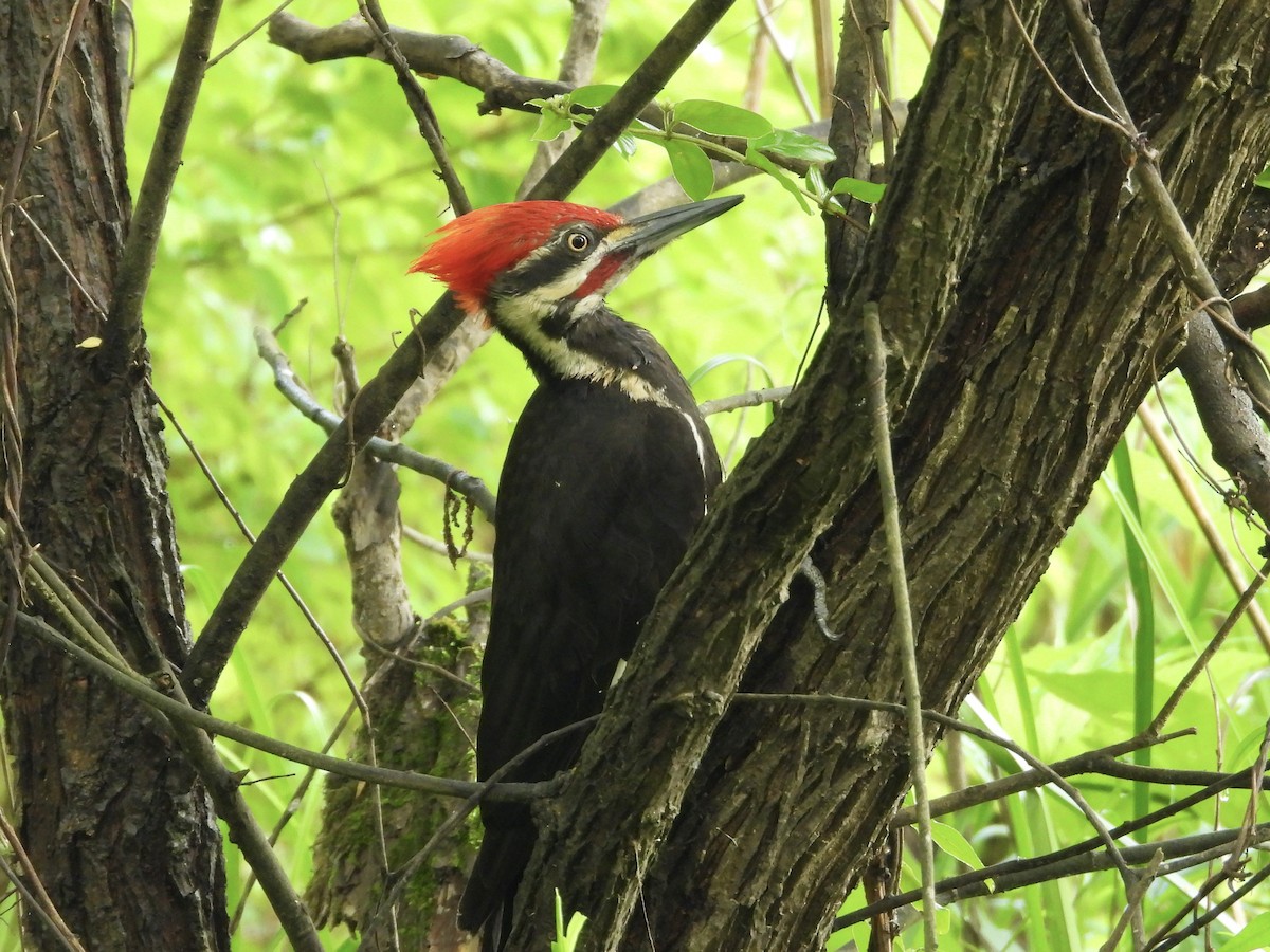 Pileated Woodpecker - ML636229537