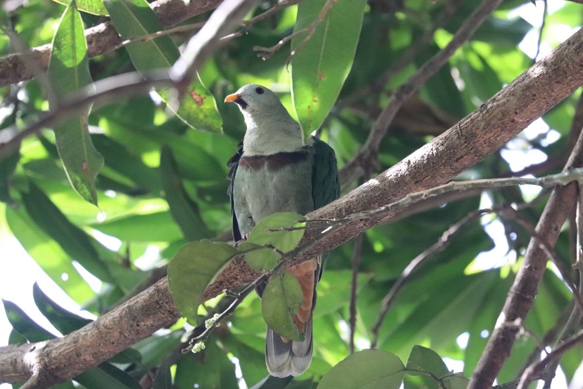 Black-chinned Fruit-Dove - ML636229541