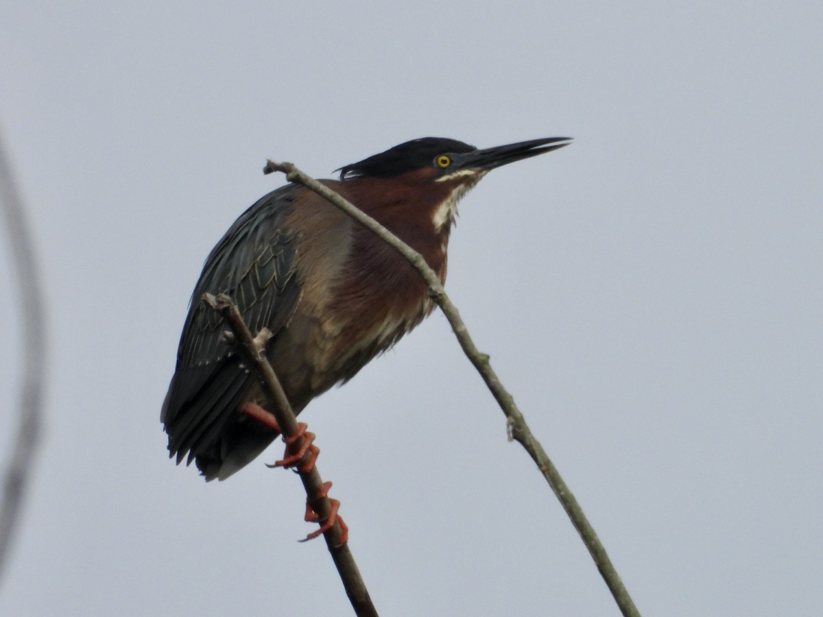 Green Heron - ML636229554