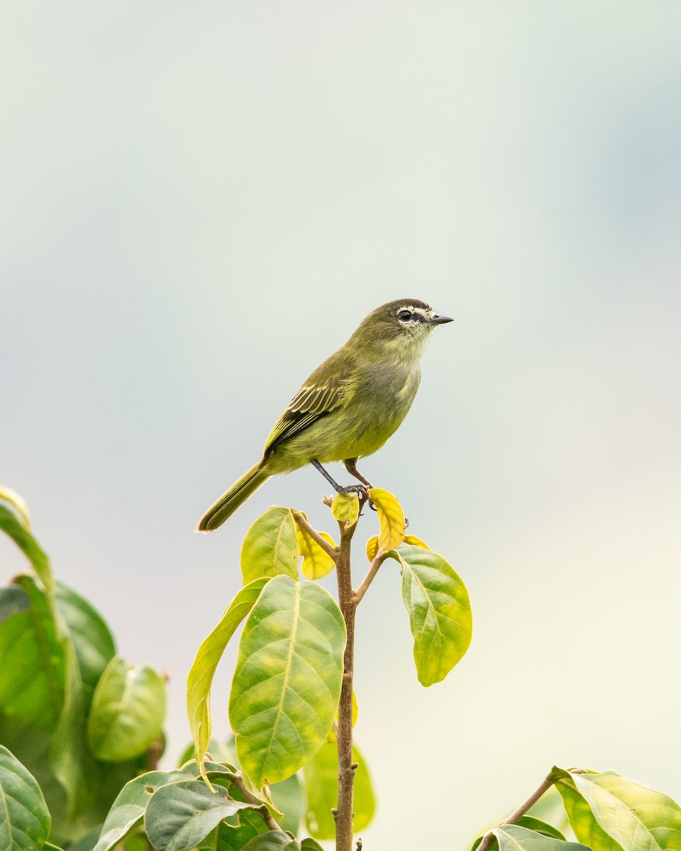 Spectacled Tyrannulet - ML636229570