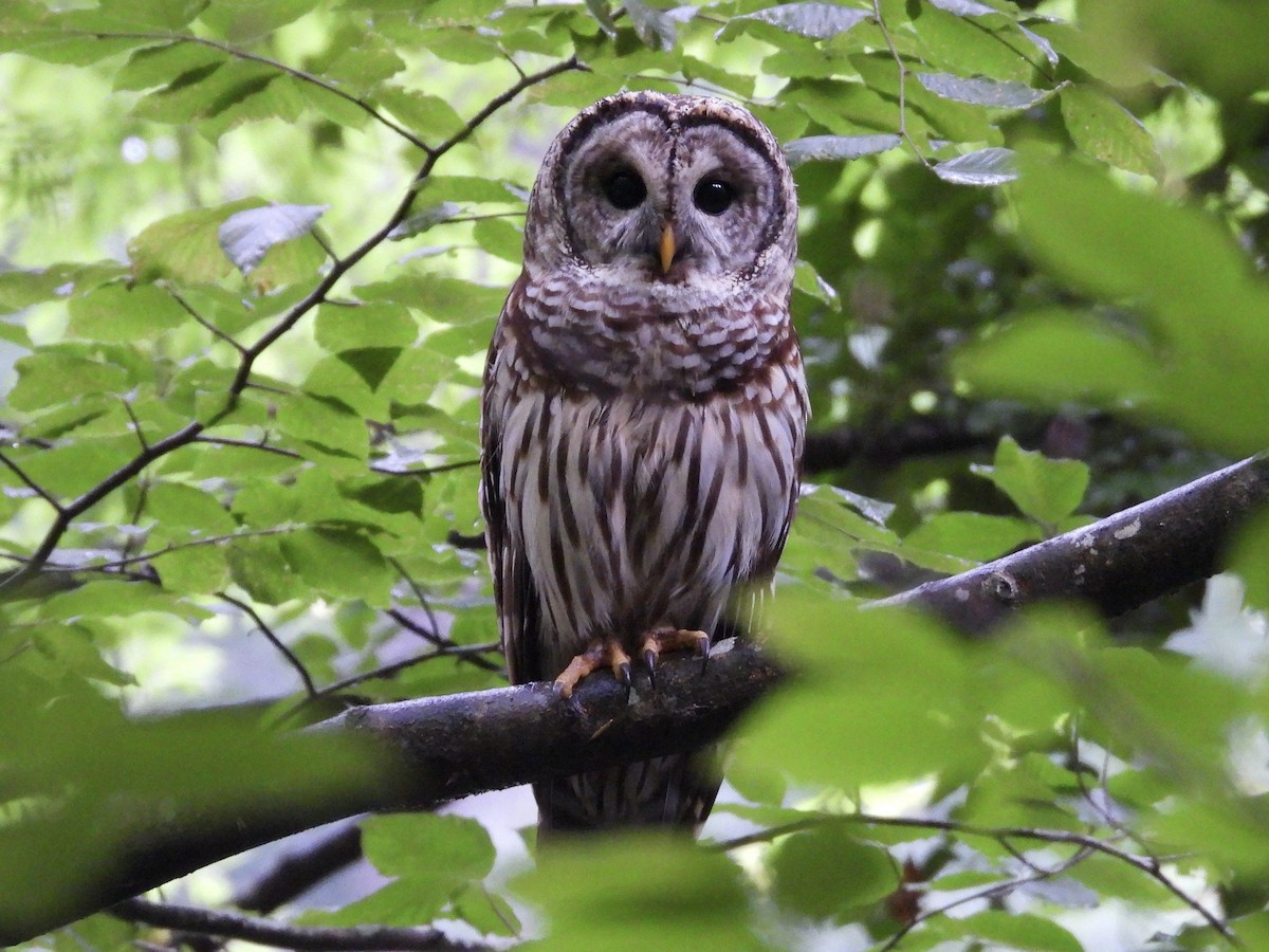 Barred Owl - ML636229606
