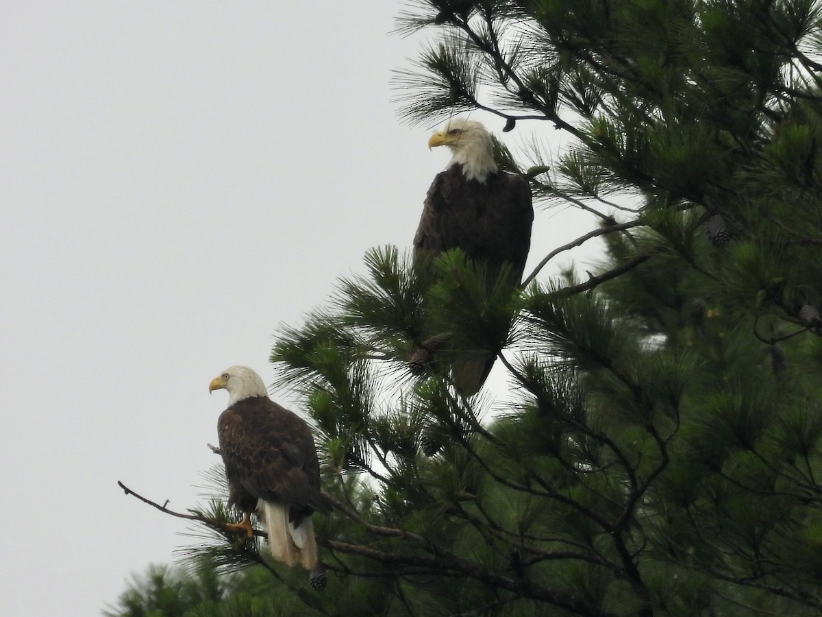 Bald Eagle - ML636229616