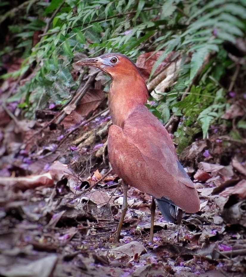 kvakoš indomalajský - ML636229617