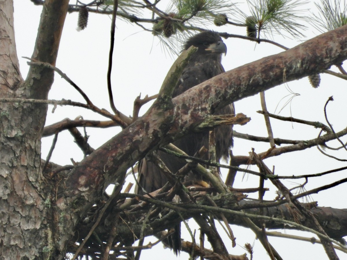 Bald Eagle - ML636229651