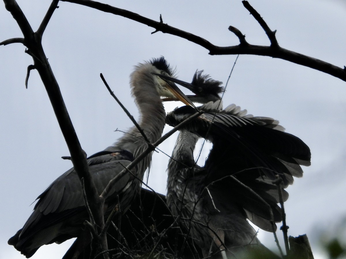 Great Blue Heron - ML636229669