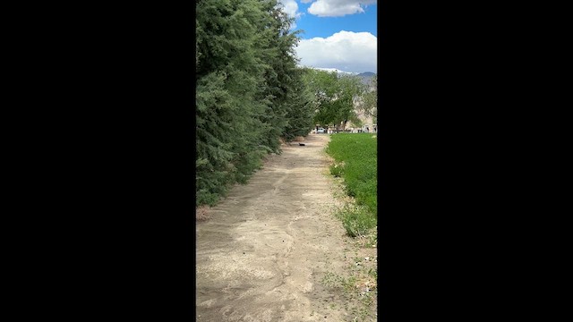 סבכון בלתי-מזוהה - ML636229678
