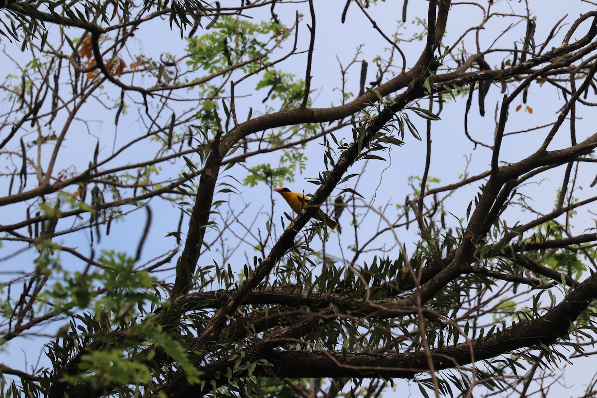 Black-naped Oriole - ML636229682