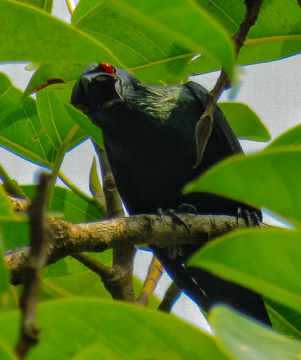 špaček rudooký - ML636229688