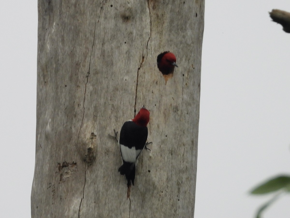 Red-headed Woodpecker - ML636229691