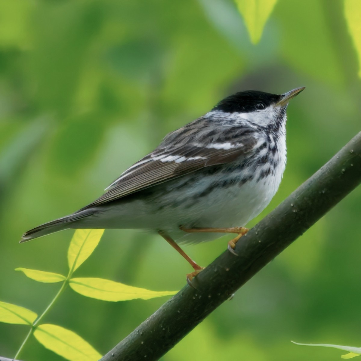 Blackpoll Warbler - ML636229716