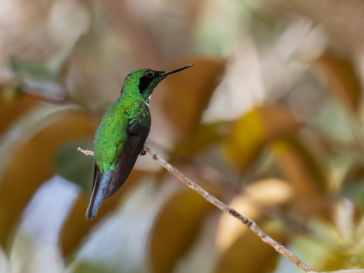 Black-eared Fairy - ML636229815