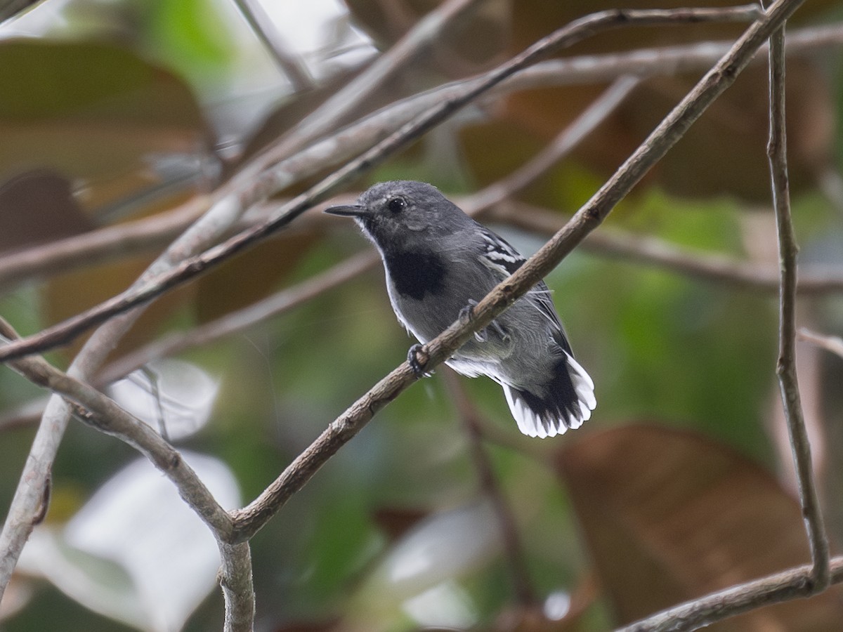 Band-tailed Antwren - ML636229850