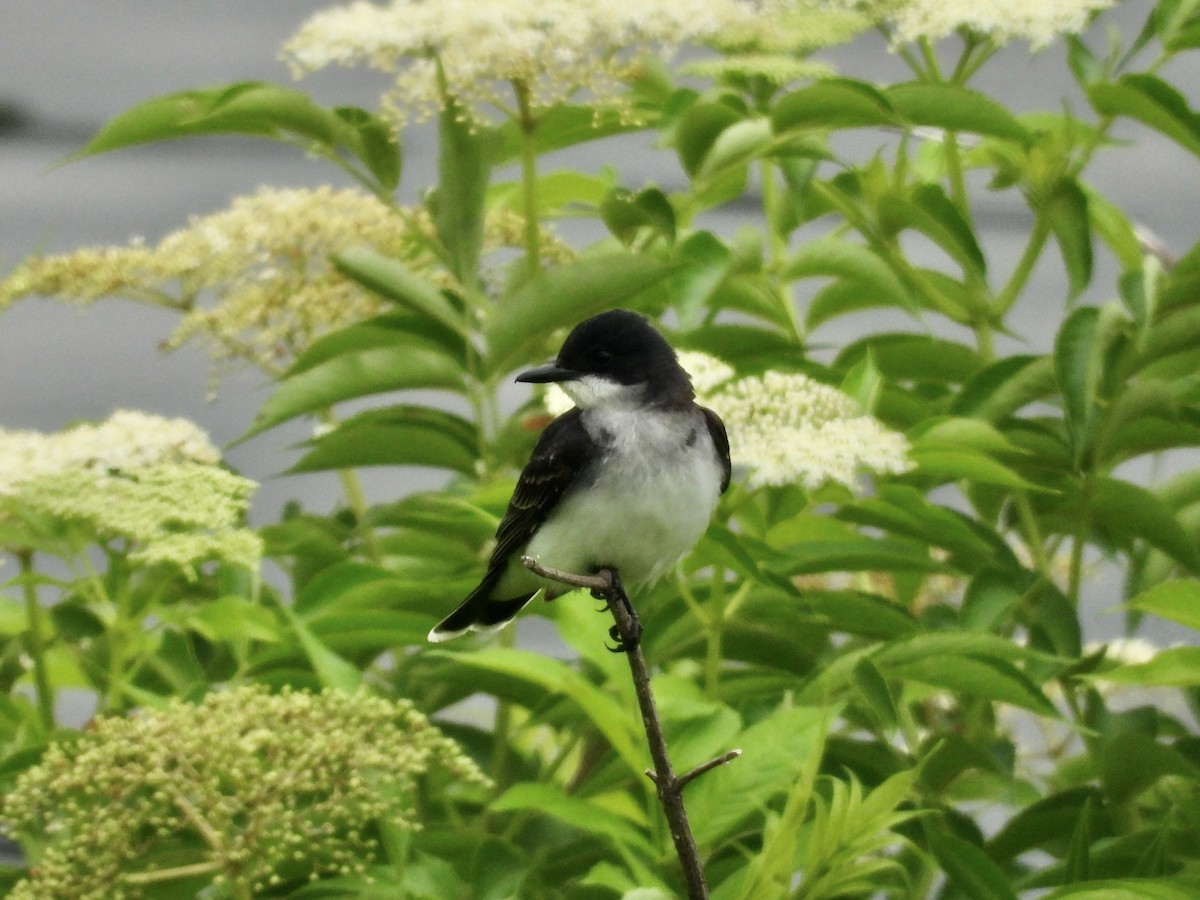 Eastern Kingbird - ML636229868