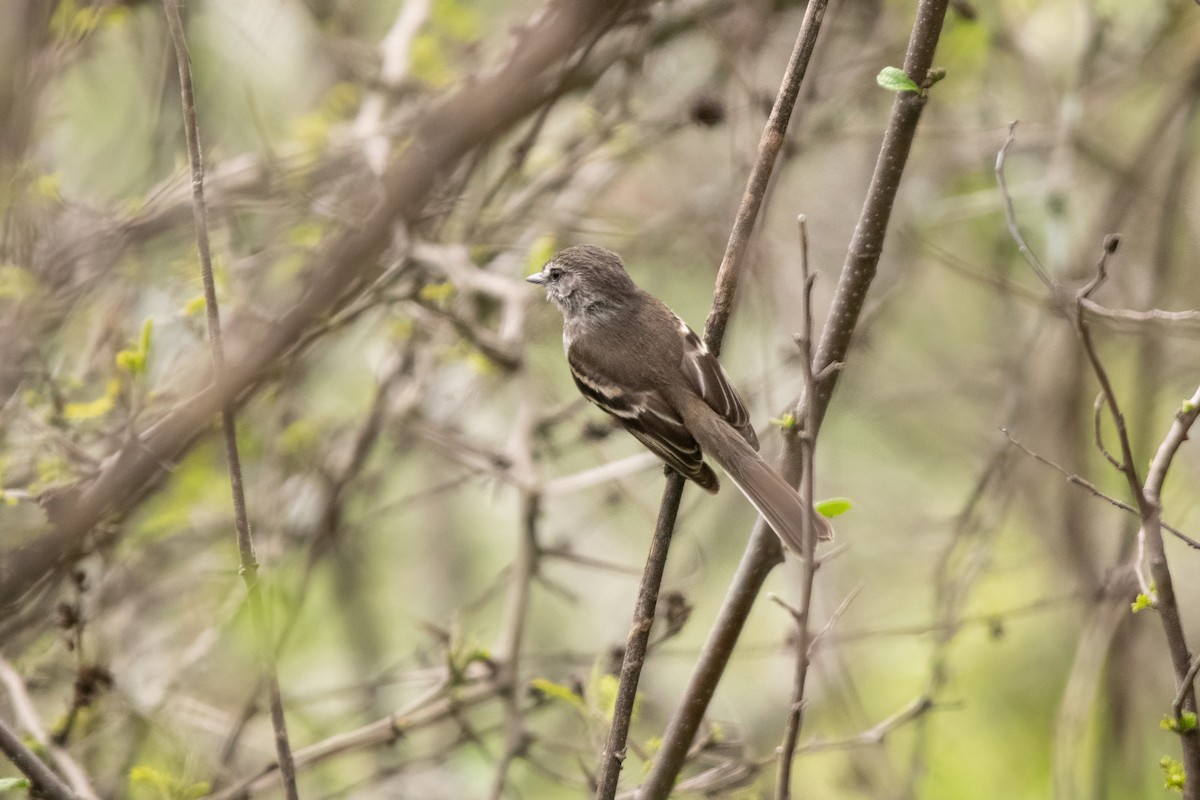 Mouse-gray Flycatcher - ML636230003