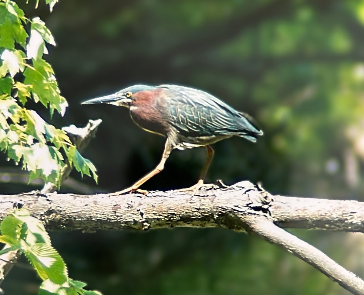 Green Heron - ML636230168
