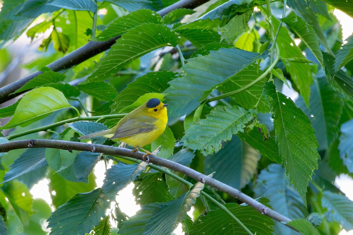 Wilson's Warbler - ML636230236