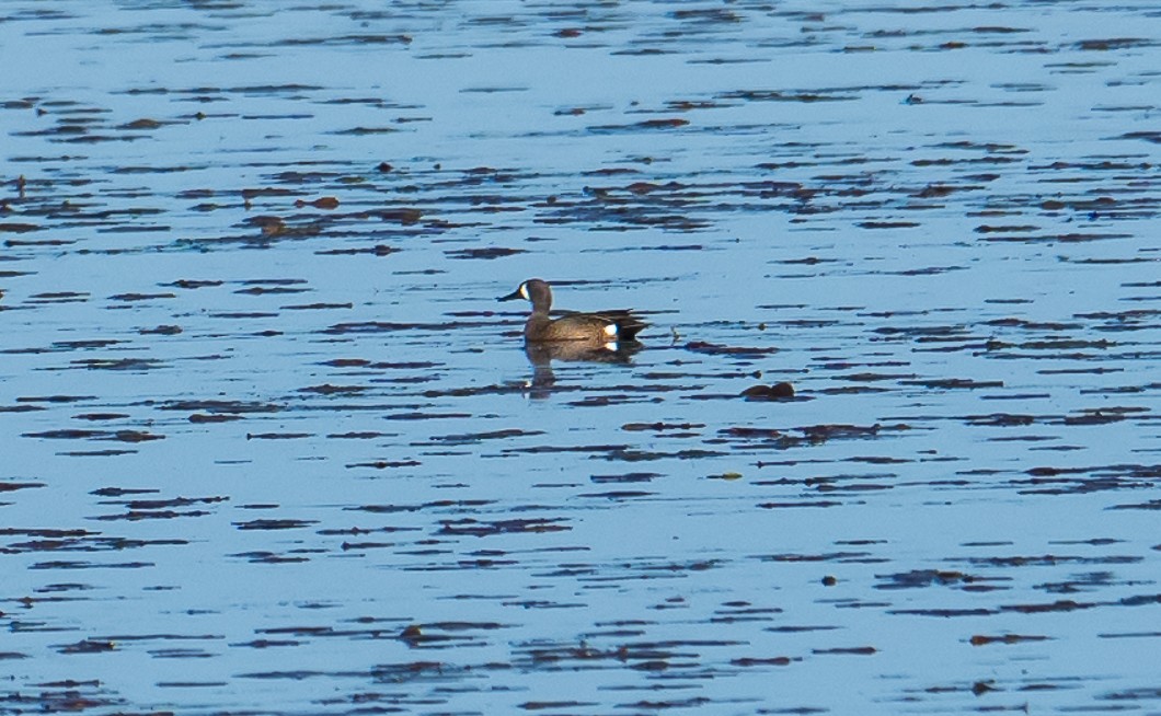 Blue-winged Teal - ML636230411