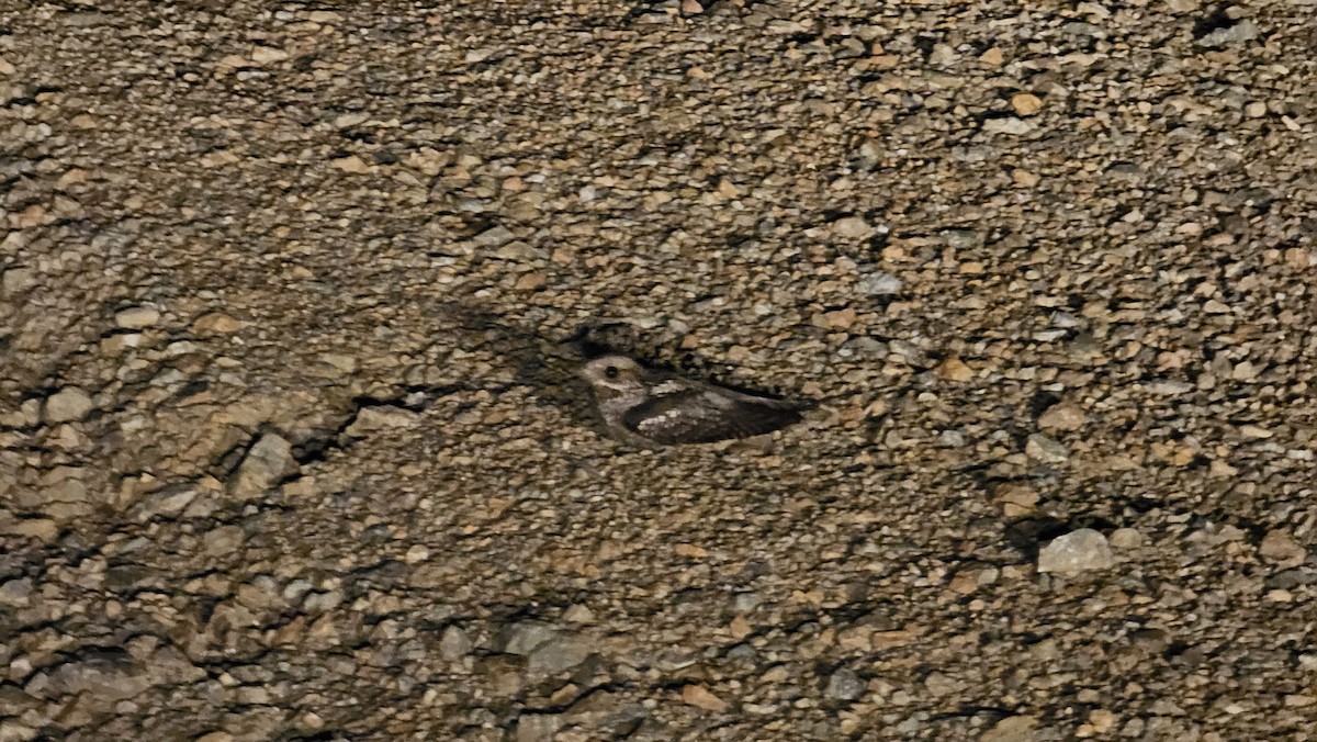 Eurasian Nightjar - ML636230477