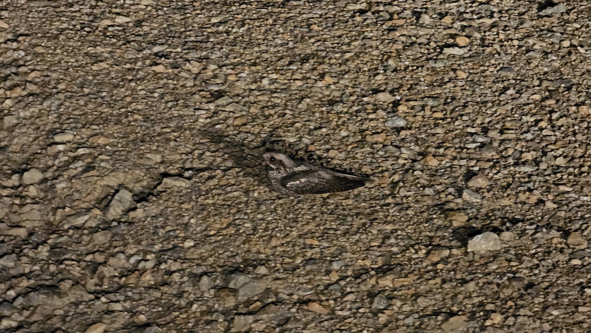 Eurasian Nightjar - ML636230482