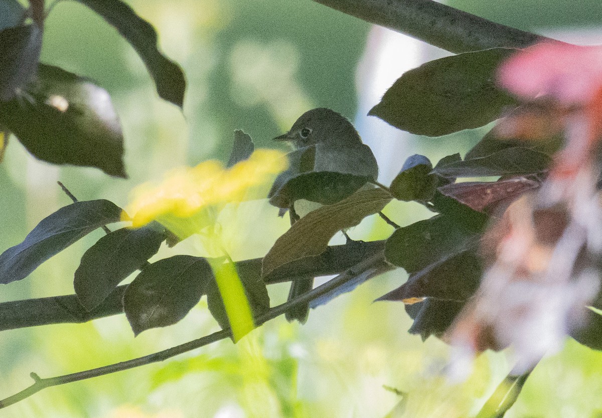 Empidonax sp. - ML636230745