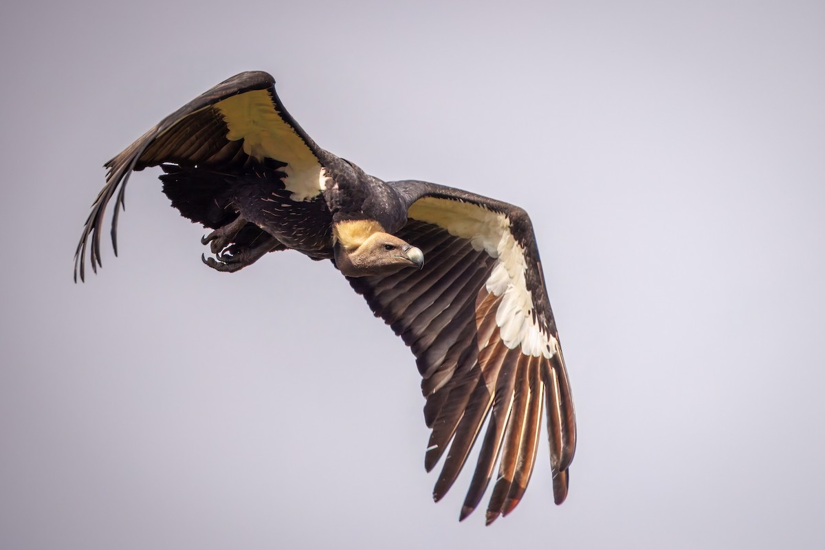 White-rumped Vulture - ML636230799