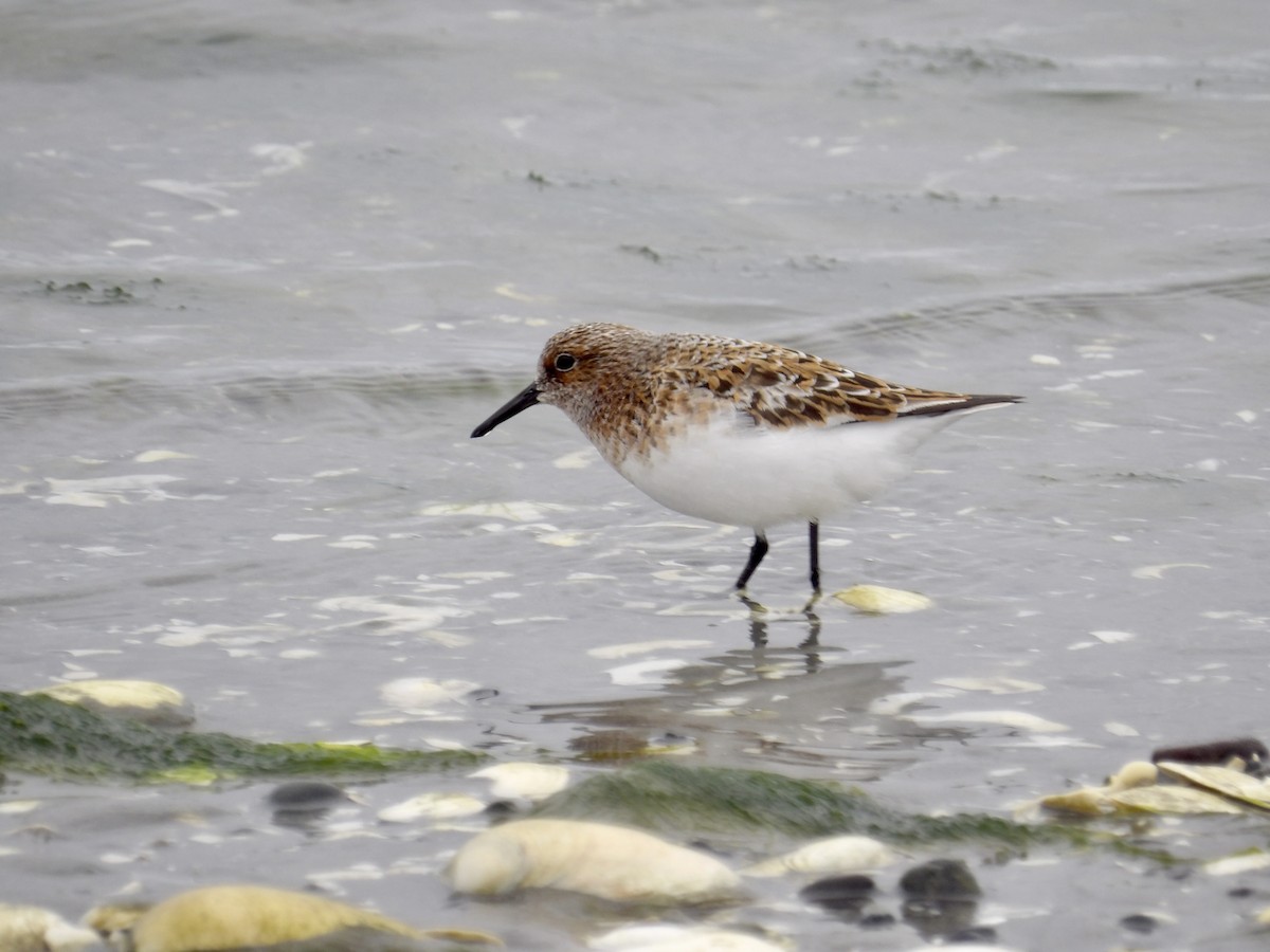 Sanderling - ML636230881