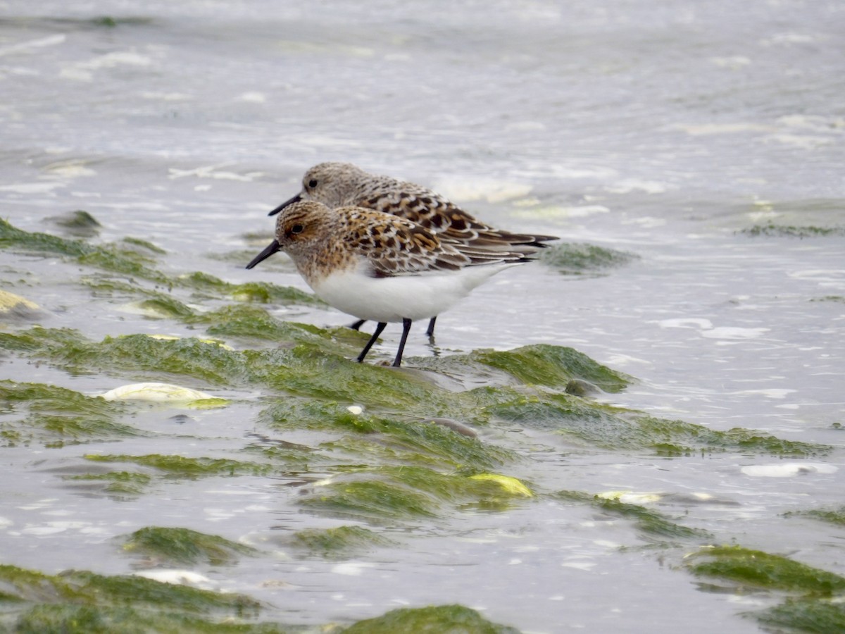Sanderling - ML636230883