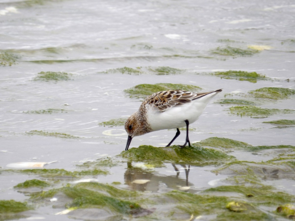 Sanderling - ML636230885