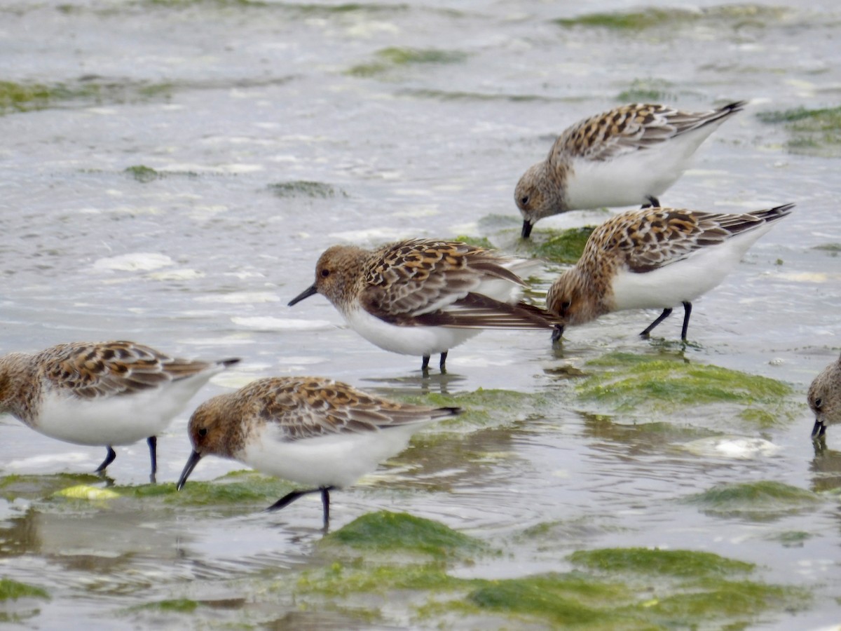 Sanderling - ML636230886