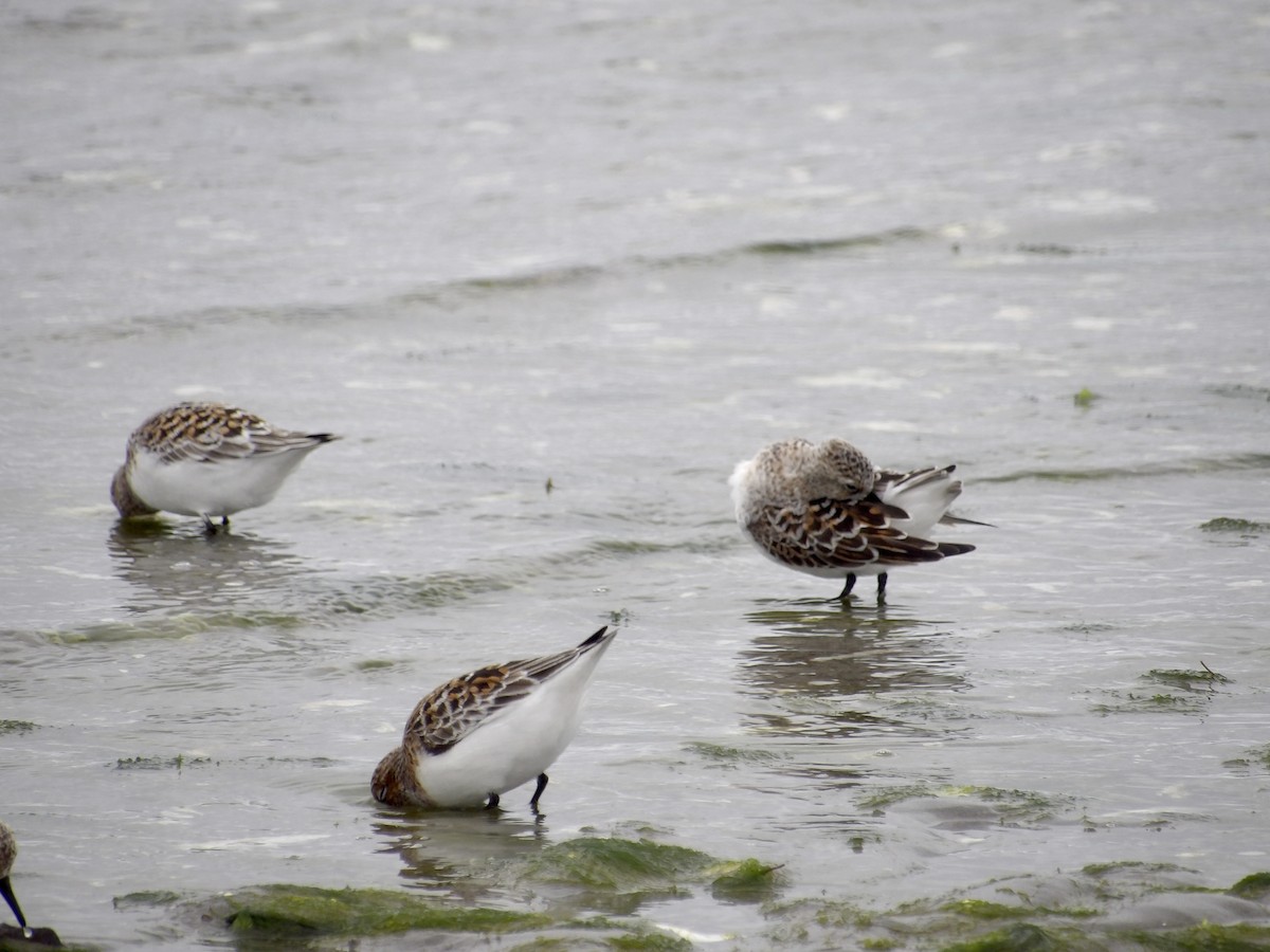 Sanderling - ML636230888