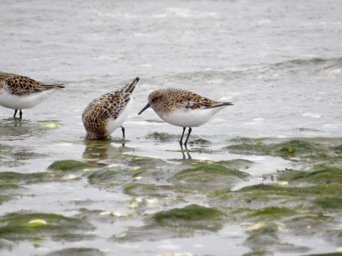 Sanderling - ML636230890